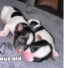 Yorkshire Terrier Puppies from Xclusive Petz