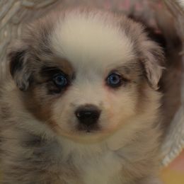 Australian Shepherd, Goldendoodle, and Poodle Puppies from 5AFarms