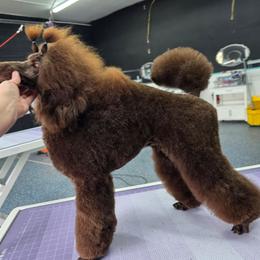 Butterfinger - Brown male Poodle puppy in Parker, Colorado from Pawsh K9’s