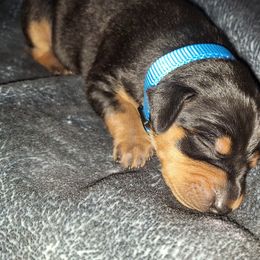 Miniature Pinscher Puppies from K&J's Min Pins Of Grand Lake