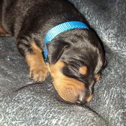 Miniature Pinscher Puppies from K&J's Min Pins Of Grand Lake