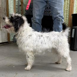 Millie - Jack Russell Terrier