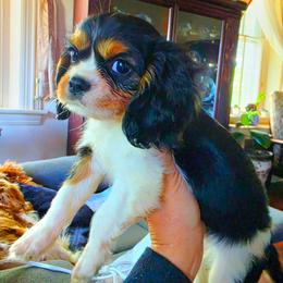 Codorus - Tri-color female Cavalier King Charles Spaniel puppy in Watsontown, Pennsylvania from Huntsman Cavaliers