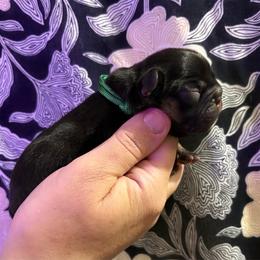 Boy 2 - Black and tan - Black and tan male French Bulldog puppy in Greeley, Colorado from Mandy Moon French Bulldogs