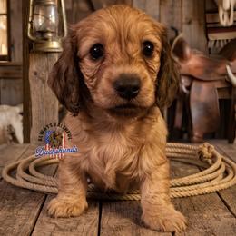 Pixel - Cream female Dachshund puppy in Waverly, Ohio from Always Faithful Dachshunds