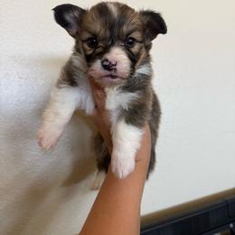 Pencil - White and red male Pembroke Welsh Corgi puppy in Red Bluff, California from Wilder Ranch Corgis