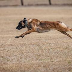 Belgian Malinois from Bitz’N Pieces Ranch