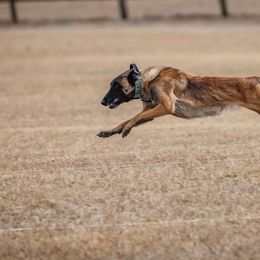 Belgian Malinois from Bitz’N Pieces Ranch