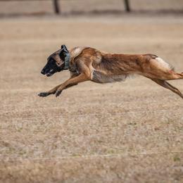 Belgian Malinois from Bitz’N Pieces Ranch