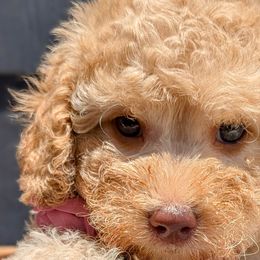 Poodles from Topline Poodles