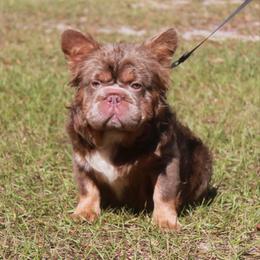 Pinkie - French Bulldog