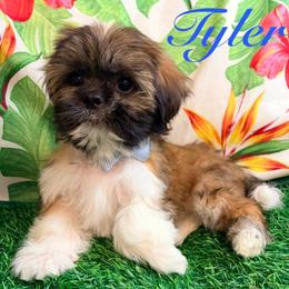 Tyler - Gold and white male Shih Tzu puppy in Hemet, California from Aloha Shih Tzu
