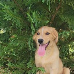 Princess Australian Retriever - Yellow female Australian Shepherd puppy in Limestone, Tennessee from Pilot Hill Teddy Bear Puppies