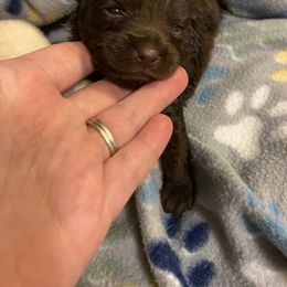 Pomeranian Puppies from Nikki’s Poms