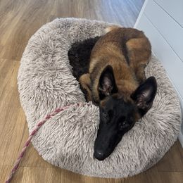 Belgian Malinois Puppies from Fromage Malinois