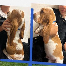 Basset Hound Puppies from For the Love of Long Ears AKC purebred Basset Hounds