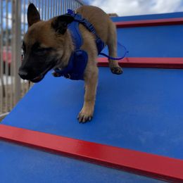 Belgian Malinois Puppies from Care 2 Protect