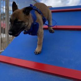 Belgian Malinois Puppies from Care 2 Protect
