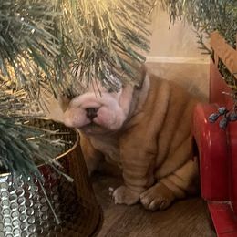Candy - Fawn female Bulldog puppy in Geraldine, Alabama from Rathbone Bulldogs