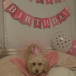 Poodle Puppies from Singing Sands Poodles