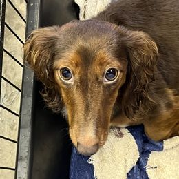 Brooke - Dachshund