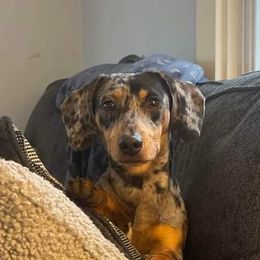 Mars - Dachshund