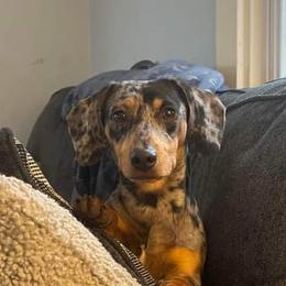 Mars - Dachshund