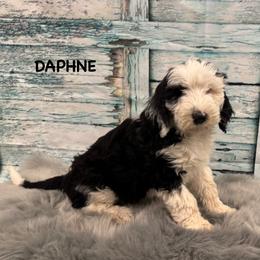 Daphne - Black and white female Sheepadoodle puppy in Blackfoot, Idaho from Son of a Poodle Sheepadoodles