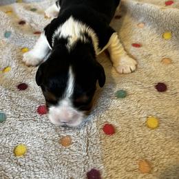 Holly - Tri-color female Cavalier King Charles Spaniel puppy in Paulden, Arizona from Nine Mile Cavaliers
