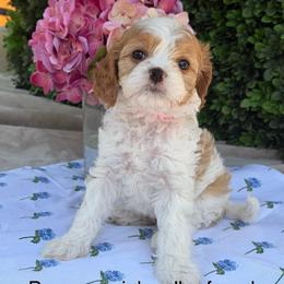 Pepper - Blenheim female Cavapoo puppy in Colorado Springs, Colorado from Shining Star Doodles