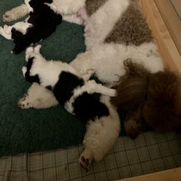 Poodle Puppies from Wagnarok Poodles