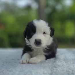 Oreo - Black & white female Australian Shepherd puppy in Summerville, South Carolina from Flowertown Aussies