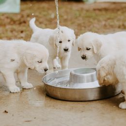 English Setter, Golden Retriever, and Gordon Setter Puppies from Katherine's Gordon Setters, English Setters, and Golden Retrievers