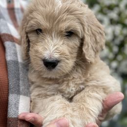 Bernedoodle Puppies from PNW Sheepies and Doodles