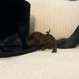 Purple Collar Girl - Brown female Poodle puppy in Oklahoma City, Oklahoma from Velvet Standards