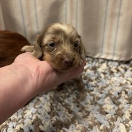 Clover - Dapple female Dachshund puppy in Lufkin, Texas from L & A Dachshunds