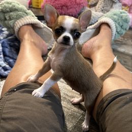 Tulsi - Fawn female Chihuahua puppy in Summerfield, Florida from Uey’s Chihuahuas