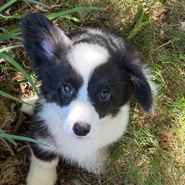 Clank - Black and white male Cardigan Welsh Corgi puppy in San Diego ,Ca, California from SoCal Native Corgis