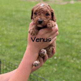 Venus - Red male Cavapoo puppy in Amboy, Indiana from Wag'in Tails