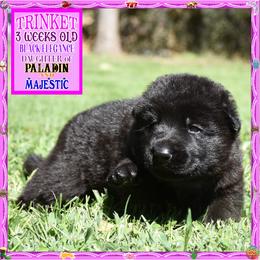 TRINKET IS A SOLID BLACK GIRL - Black female German Shepherd puppy in Murrieta, California from Diamond Oaks German Shepherds