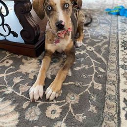 Catahoula Leopard Dog Puppies from ZM Catahoulas