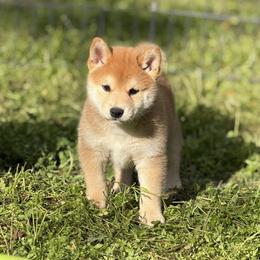 Yuto - Red male Shiba Inu puppy in Neosho, Missouri from Sunny Terrace Shibas