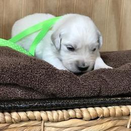 Miss Lime - Light golden female Golden Retriever puppy in Patterson, California from Trusted Valley Retrievers