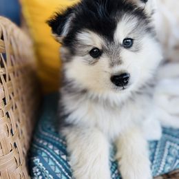 Bear - Black and white male Pomsky puppy in Yavapai County, Arizona from Pawsh Pomskies