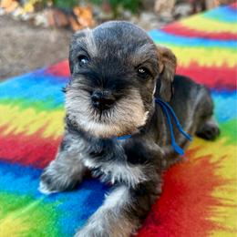 Coal - Salt and pepper male Miniature Schnauzer puppy in Comanche, Texas from Circle R