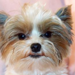 Arne - Yorkshire Terrier