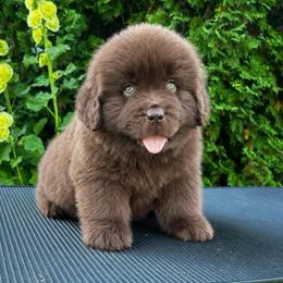 Brown Male 1 - Brown male Newfoundland puppy in New York from Johnson Farms