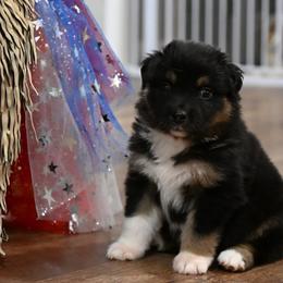 Lacey - Black tri-color female Australian Shepherd puppy in Wichita Falls, Texas from Spotted Mule Aussies