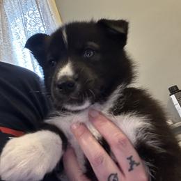 Meg - Black and white female Siberian Husky puppy in Wheeling, West Virginia from Powells Huskies