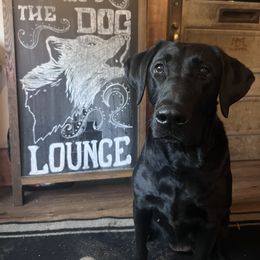 Labrador Retriever All Grown Up from Prairie State Labs